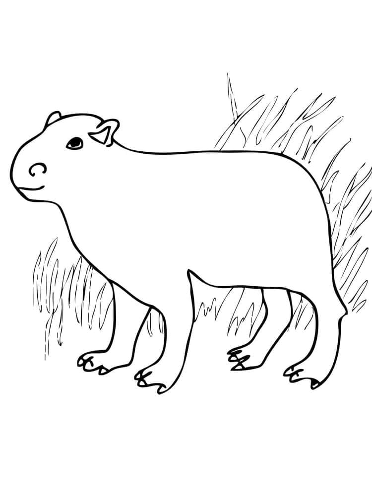 Free printable Capybara coloring page #207582 from Animals collection