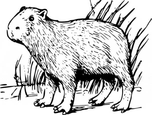 Free printable Capybara coloring page #207583 from Animals collection