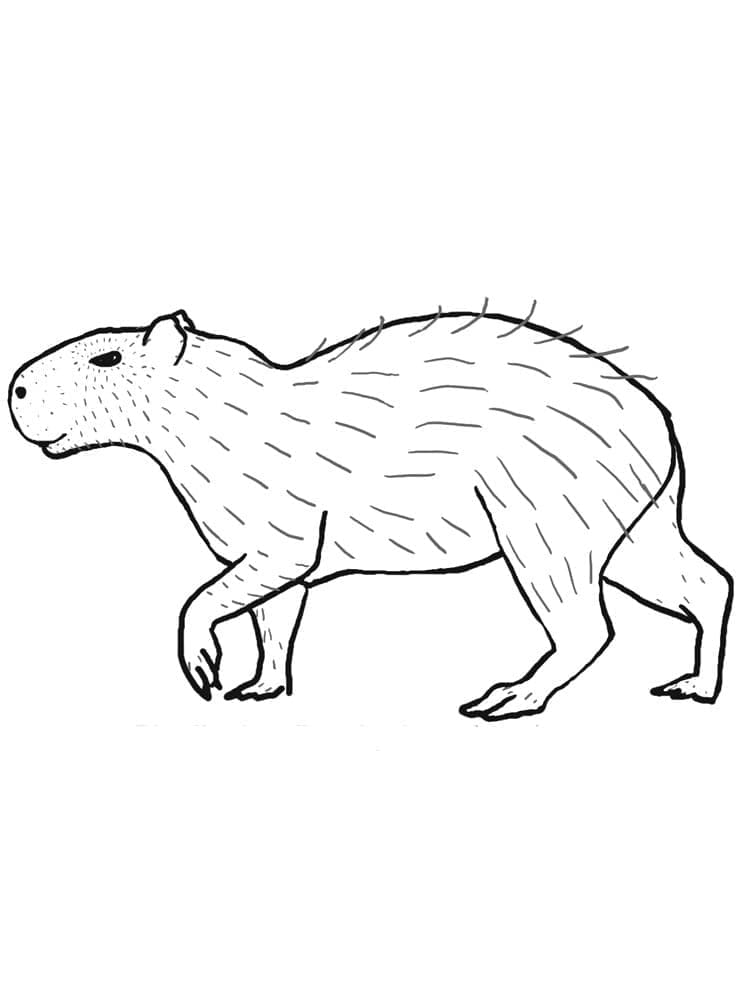 Free printable Capybara coloring page #207584 from Animals collection