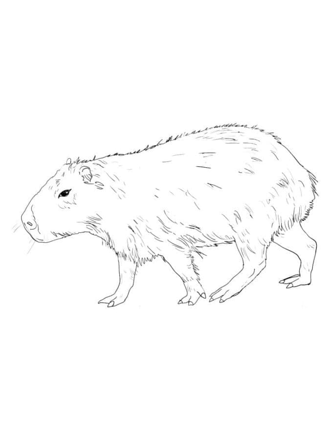 Free printable Capybara coloring page #207607 from Animals collection