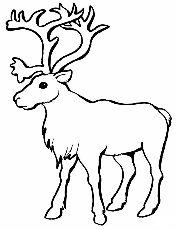Coloring page: Caribou (Animals) #1540 - Free Printable Coloring Pages