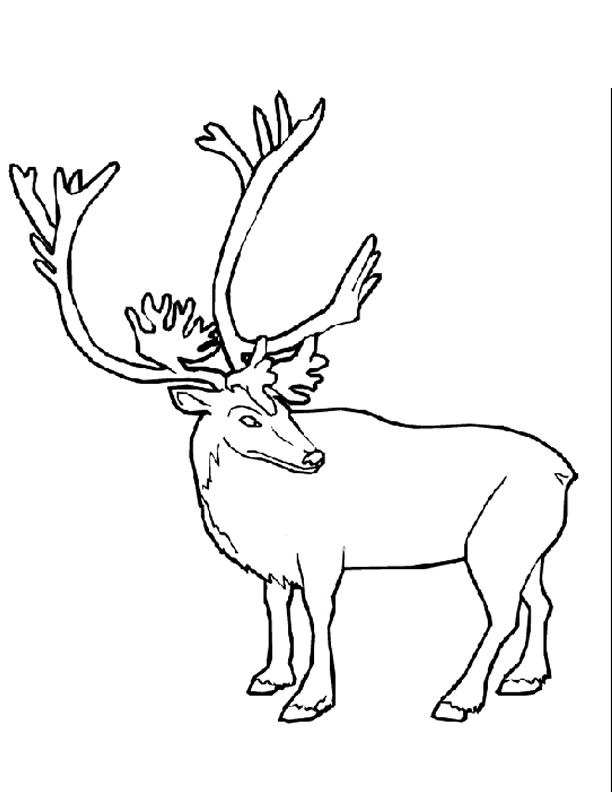 Coloring page: Caribou (Animals) #1541 - Free Printable Coloring Pages