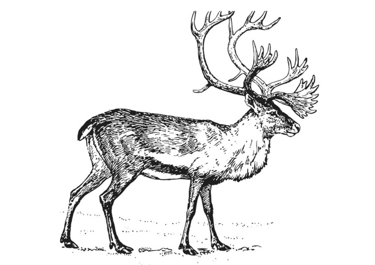 Coloring page: Caribou (Animals) #1544 - Free Printable Coloring Pages