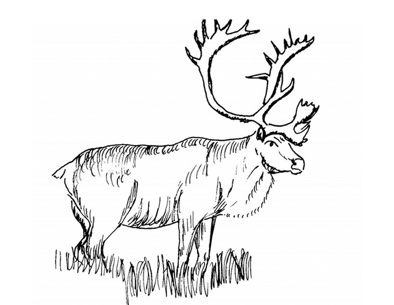 Caribou 1552 Animals Printable Coloring Pages