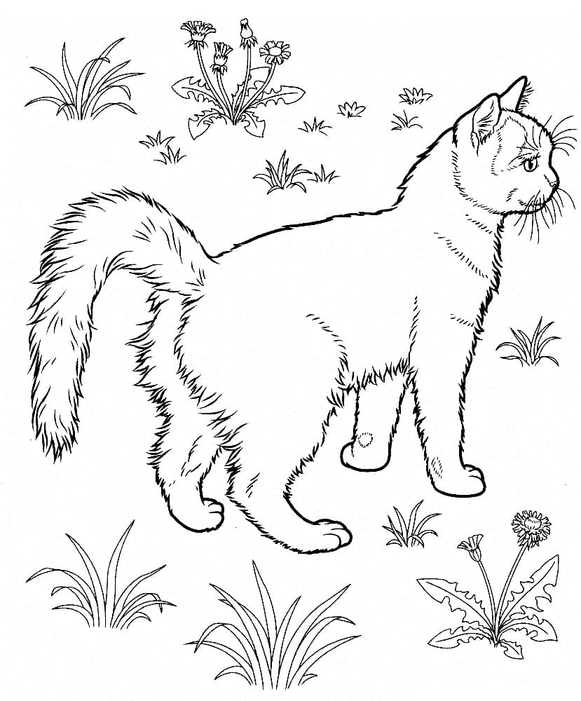 Free printable Cat coloring page #174952 from Animals collection