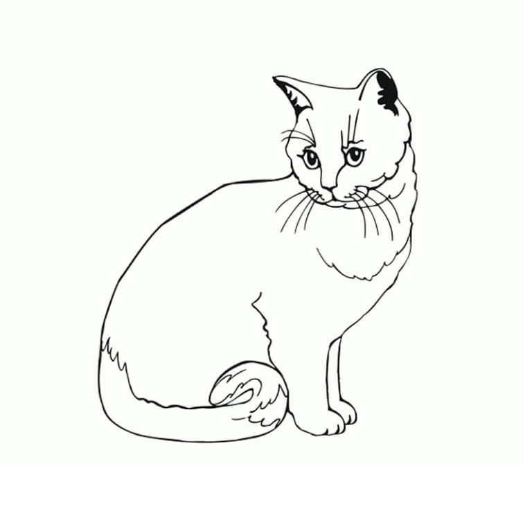 Free printable Cat coloring page #174969 from Animals collection Free printable Cat coloring page #174969 from Animals collection