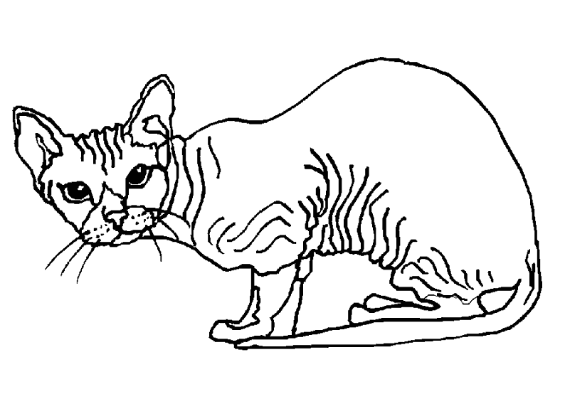 Coloring page: Cat (Animals) #1841 - Printable coloring pages
