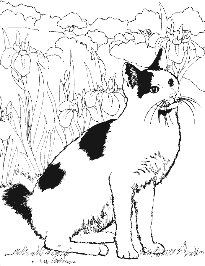 Coloring page: Cat (Animals) #1846 - Printable coloring pages