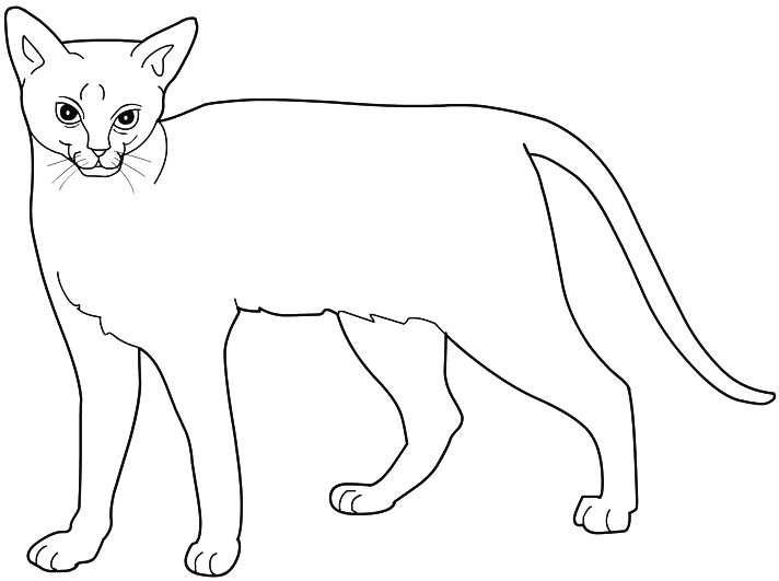 Coloring page: Cat (Animals) #1881 - Printable coloring pages