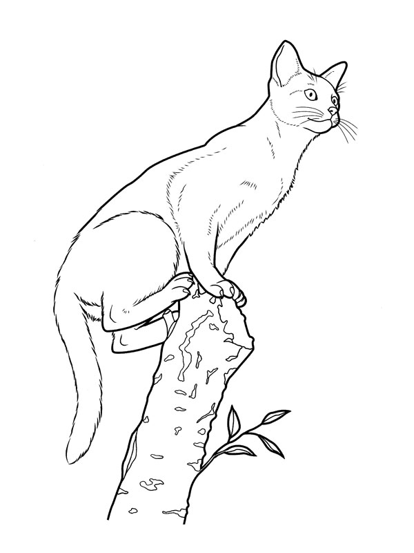 Coloring page: Cat (Animals) #1885 - Free Printable Coloring Pages