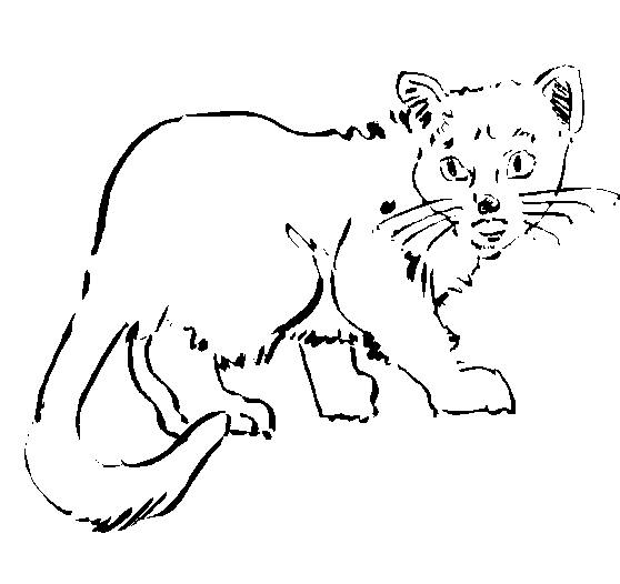 Coloring page: Cat (Animals) #1902 - Free Printable Coloring Pages