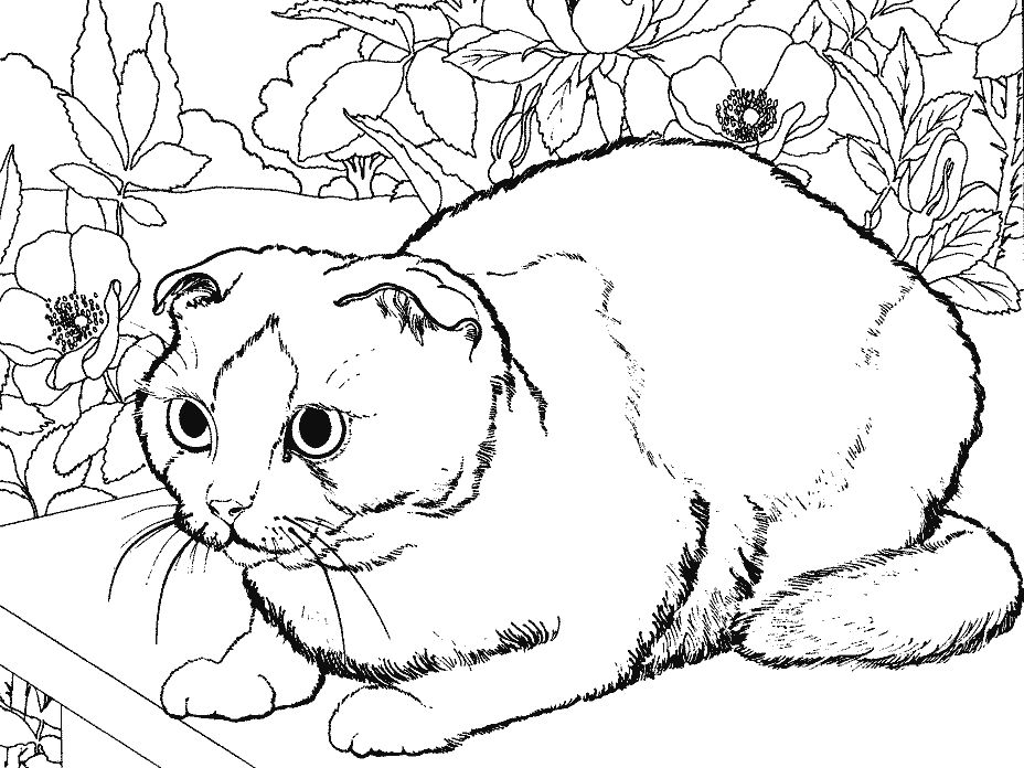 Coloring page: Cat (Animals) #1928 - Free Printable Coloring Pages