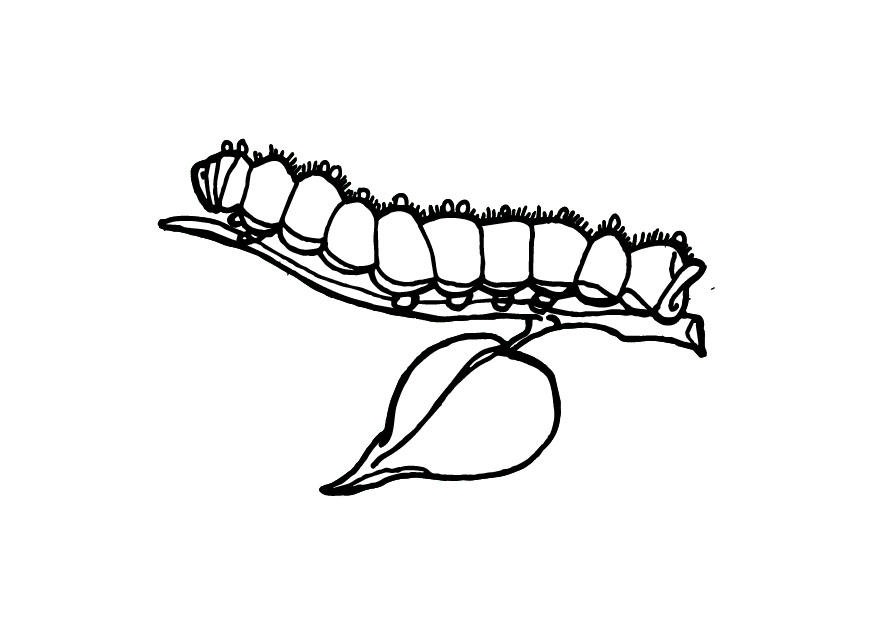 Coloring page: Caterpillar (Animals) #18233 - Free Printable Coloring Pages
