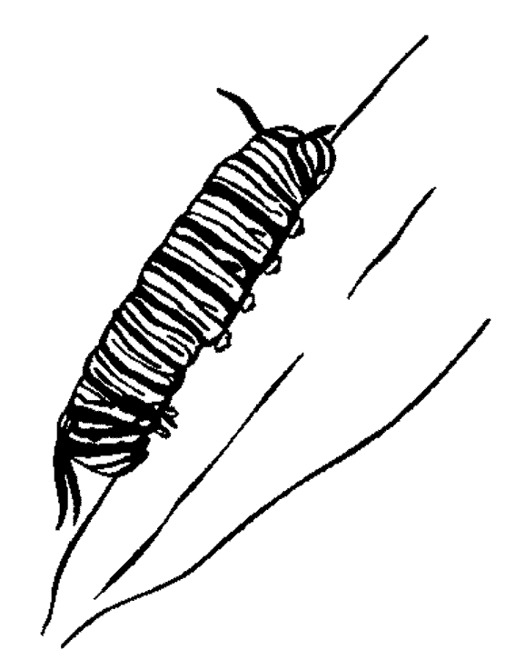Coloring page: Caterpillar (Animals) #18272 - Free Printable Coloring Pages