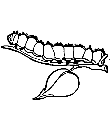 Coloring page: Caterpillar (Animals) #18300 - Free Printable Coloring Pages