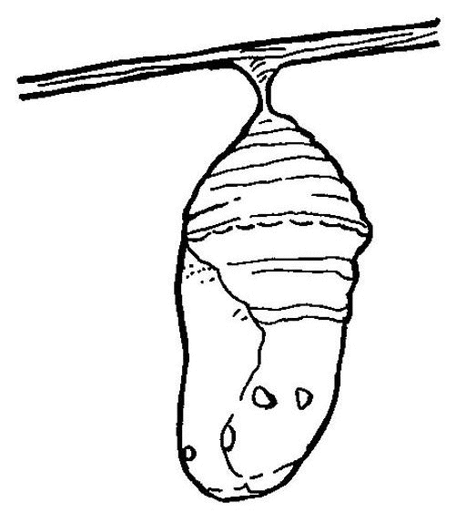 Coloring page: Caterpillar (Animals) #18304 - Free Printable Coloring Pages