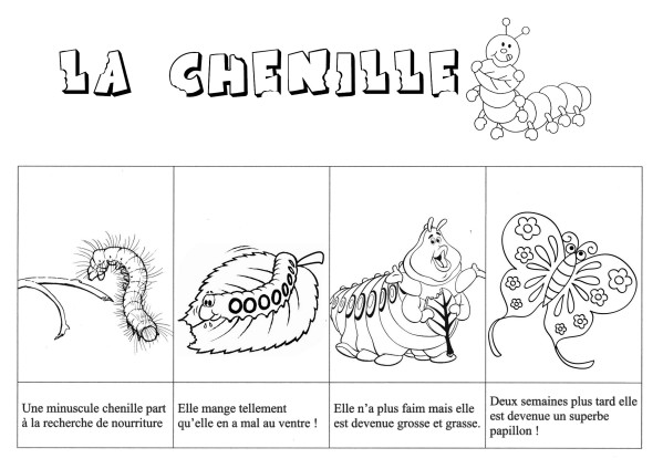 Coloring page: Caterpillar (Animals) #18306 - Free Printable Coloring Pages