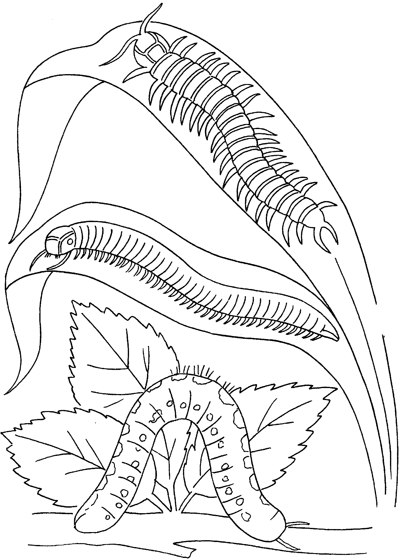 Coloring page: Caterpillar (Animals) #18307 - Free Printable Coloring Pages