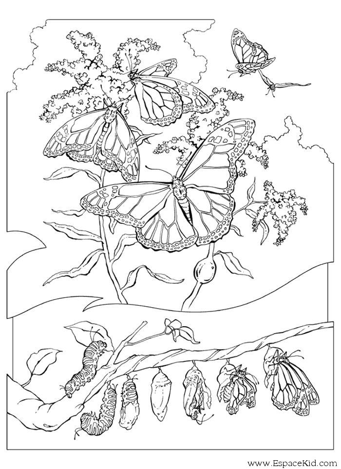 Coloring page: Caterpillar (Animals) #18327 - Free Printable Coloring Pages