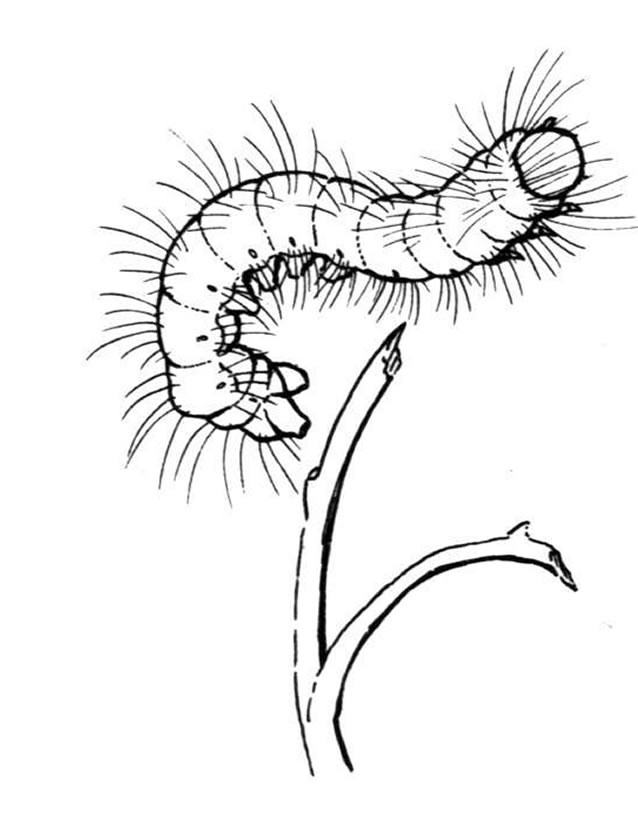 Coloring page: Caterpillar (Animals) #18331 - Free Printable Coloring Pages