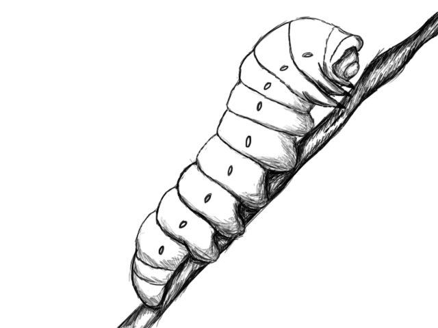Coloring page: Caterpillar (Animals) #18351 - Free Printable Coloring Pages