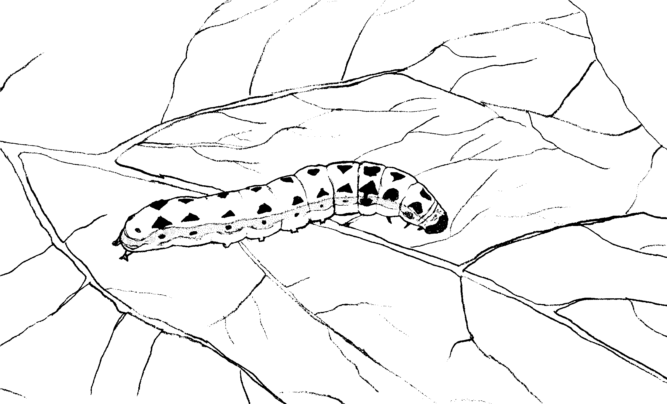 Coloring page: Caterpillar (Animals) #18422 - Free Printable Coloring Pages