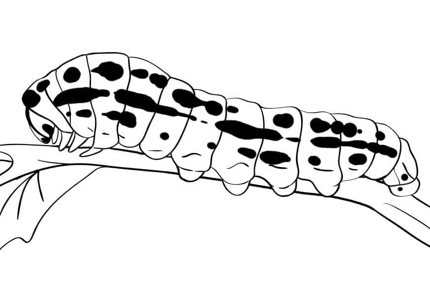 Free printable Caterpillar coloring page #210386 from Animals collection Free printable Caterpillar coloring page #210386 from Animals collection