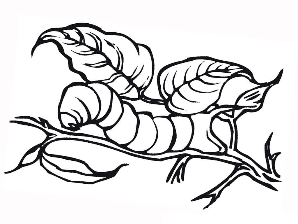 Free printable Caterpillar coloring page #210402 from Animals collection