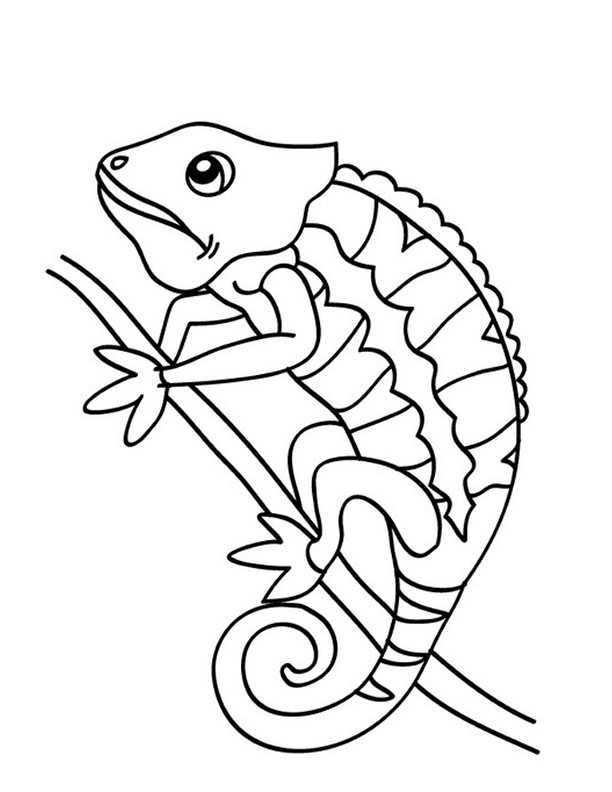 Coloring page: Chameleon (Animals) #1399 - Free Printable Coloring Pages