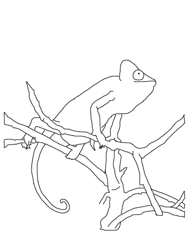 Coloring page: Chameleon (Animals) #1402 - Free Printable Coloring Pages