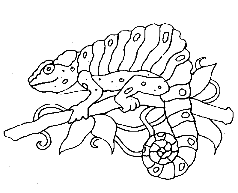 Coloring page: Chameleon (Animals) #1405 - Printable coloring pages