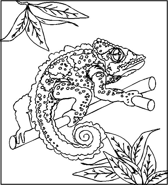 Coloring page: Chameleon (Animals) #1409 - Free Printable Coloring Pages