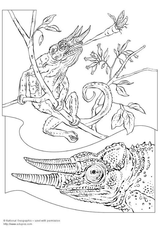 Coloring page: Chameleon (Animals) #1416 - Printable coloring pages
