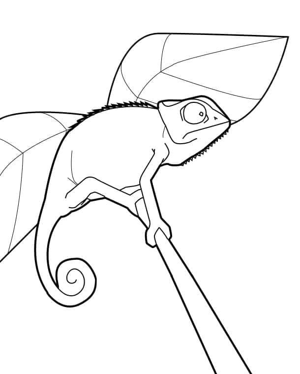 Free printable Chameleon coloring page #206720 from Animals collection