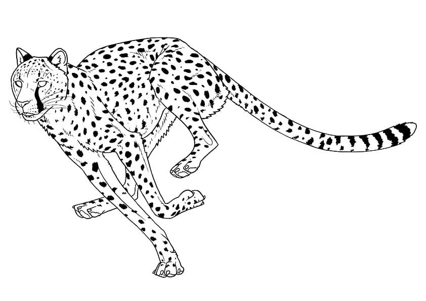 Free printable Cheetah coloring page #188874 from Animals collection