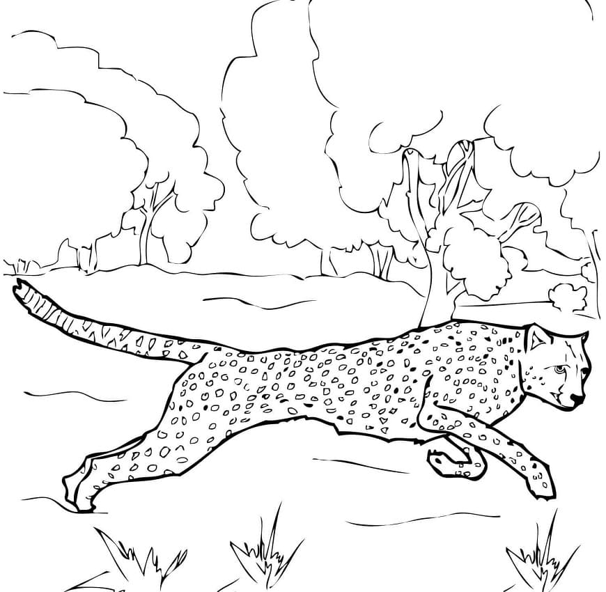 Free printable Cheetah coloring page #188885 from Animals collection
