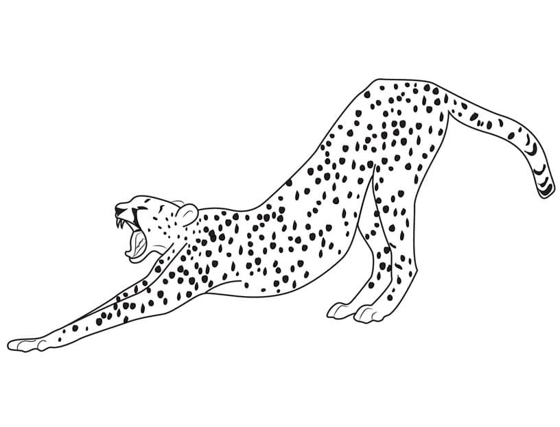 Free printable Cheetah coloring page #188895 from Animals collection