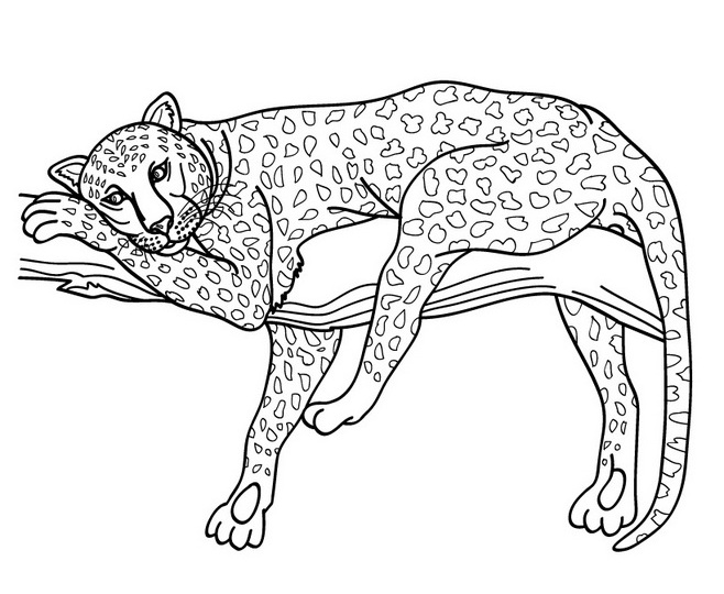 Coloring page: Cheetah (Animals) #7873 - Printable coloring pages