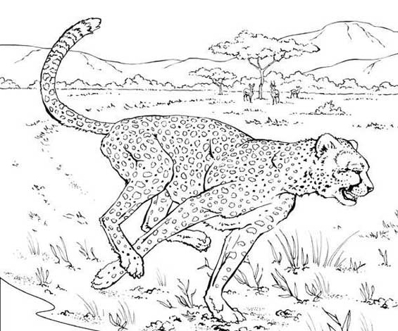 Coloring page: Cheetah (Animals) #7880 - Printable coloring pages