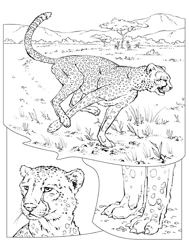 Coloring page: Cheetah (Animals) #7886 - Free Printable Coloring Pages