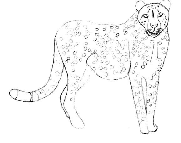 Drawing Cheetah #7898 (Animals) – Printable coloring pages