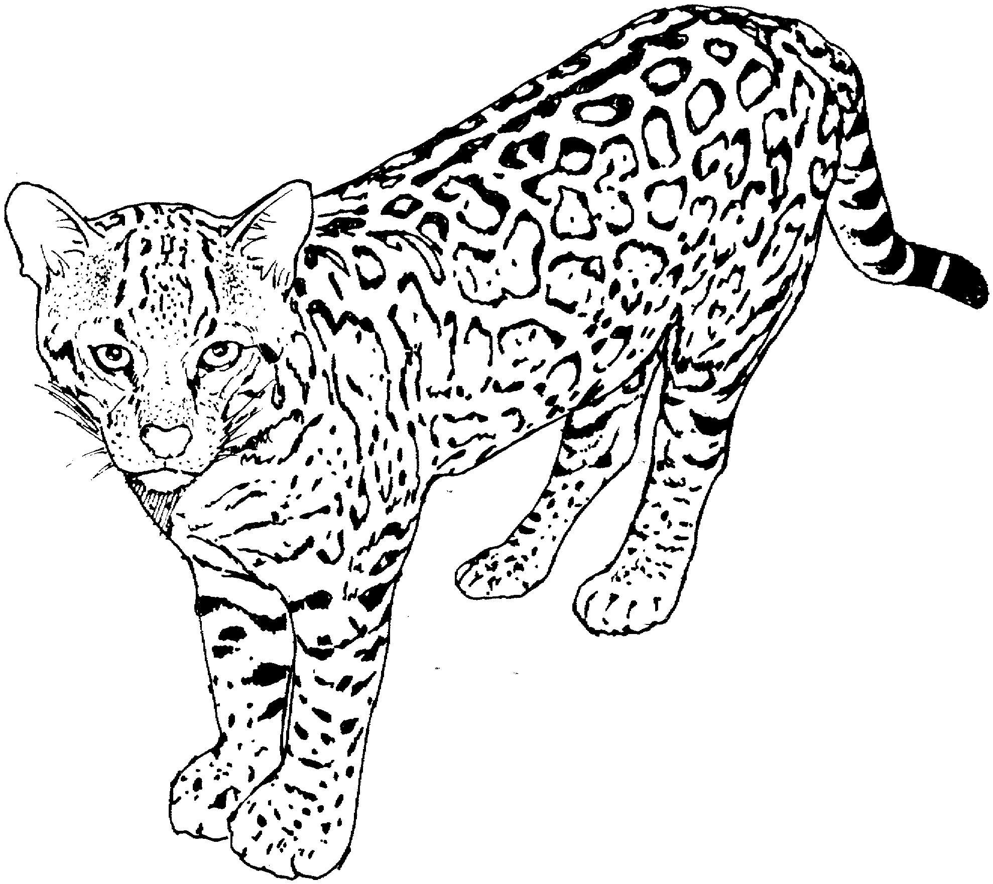 Drawing Cheetah 20 Animals – Printable coloring pages