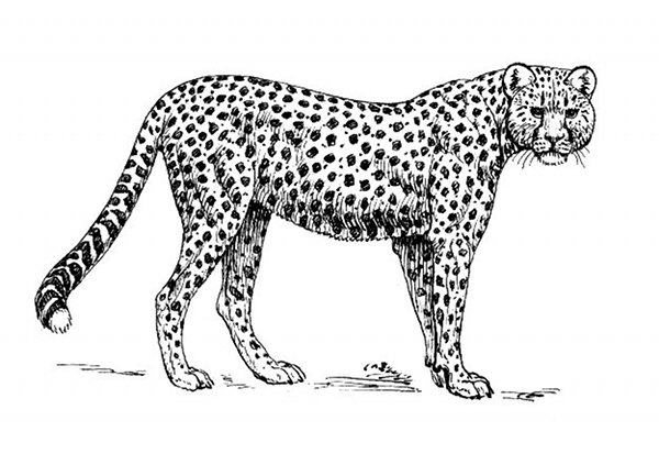 Coloring page: Cheetah (Animals) #7966 - Free Printable Coloring Pages