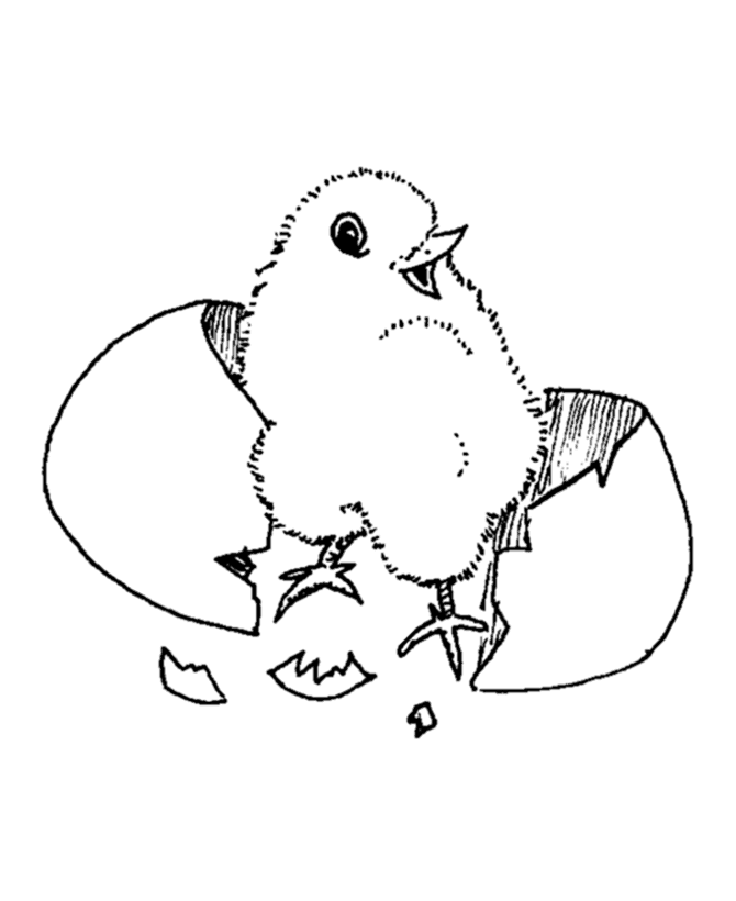 Coloring page: Chick (Animals) #15327 - Printable coloring pages