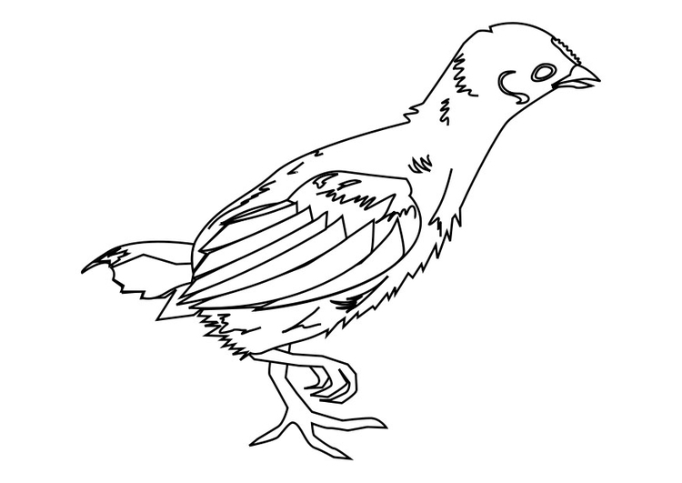 Coloring page: Chick (Animals) #15386 - Free Printable Coloring Pages