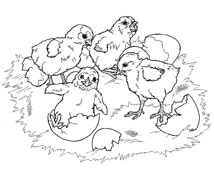 Coloring page: Chick (Animals) #15410 - Free Printable Coloring Pages