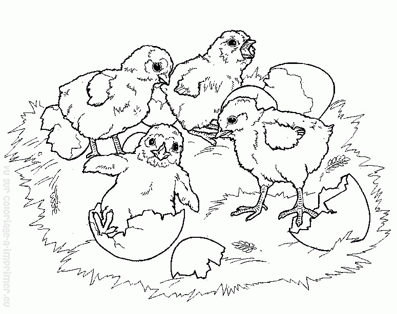 Coloring page: Chick (Animals) #15472 - Free Printable Coloring Pages