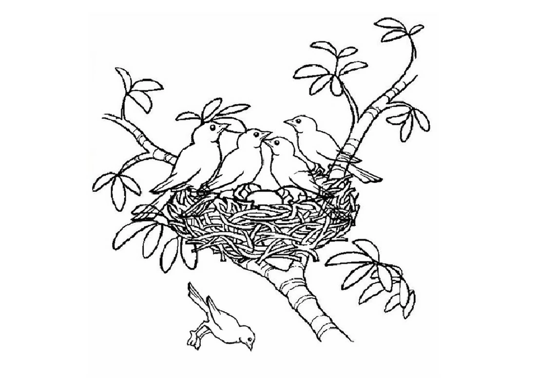 Free printable Chick coloring page #20308 from Animals collection