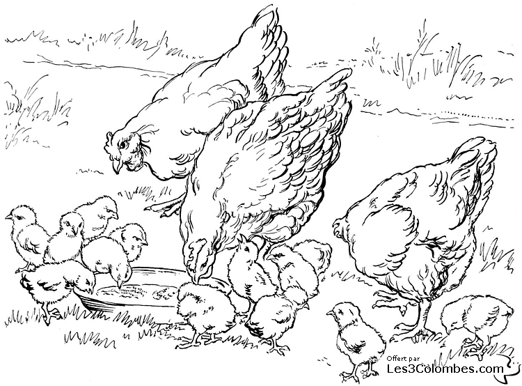 Coloring page: Chicken (Animals) #17265 - Free Printable Coloring Pages