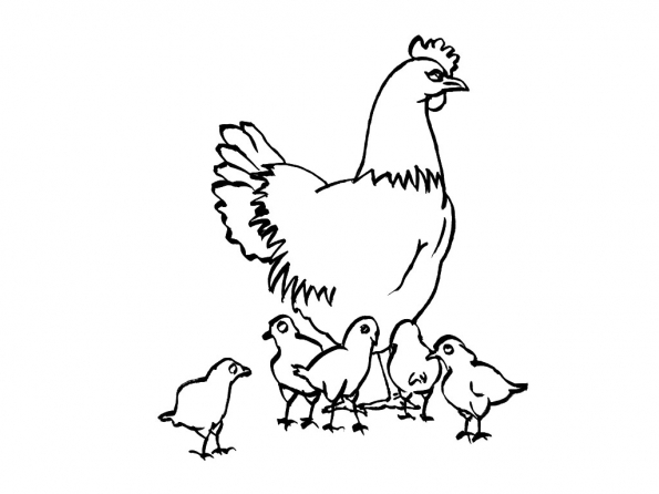Coloring page: Chicken (Animals) #17281 - Free Printable Coloring Pages